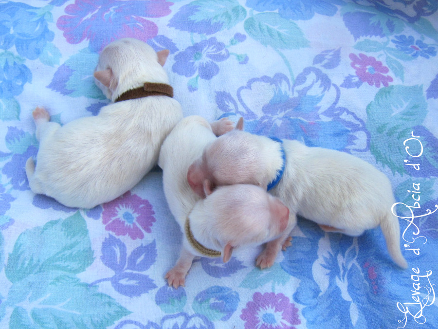 Arthur, Aiko, et Appy