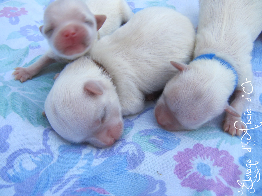 Arthur, Aiko, et Appy