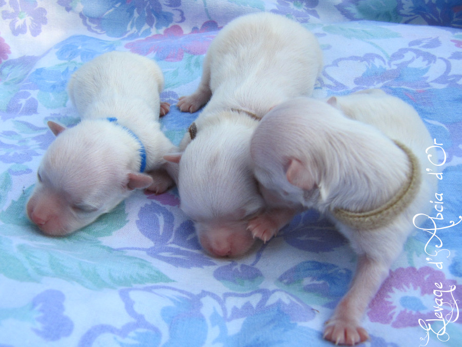 Arthur, Aiko, et Appy