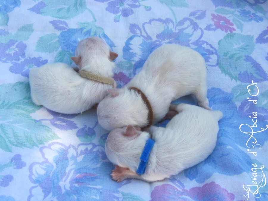 Arthur, Aiko, et Appy