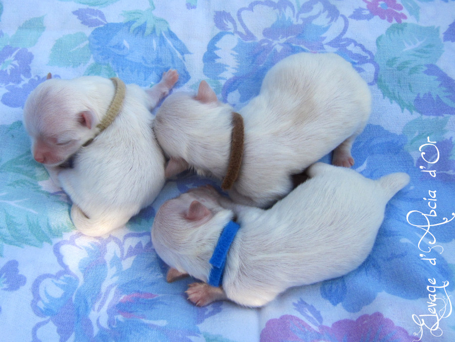 Arthur, Aiko, et Appy