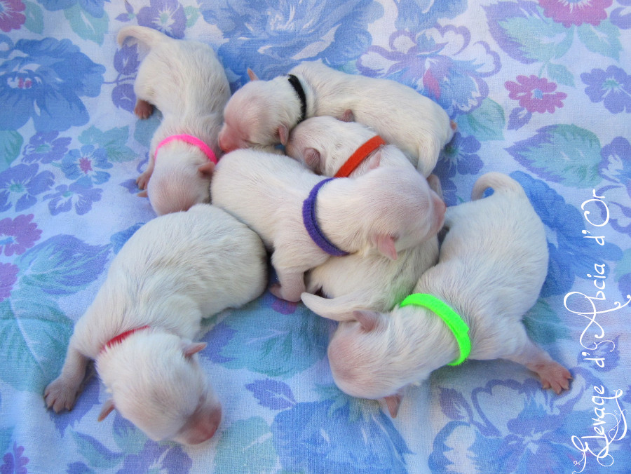 Chiots de Swan